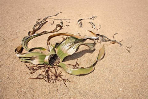 Welwitschia Plant Welwitschia mirabellis Namib Desert Namibia