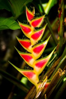 Rainbow-heliconia