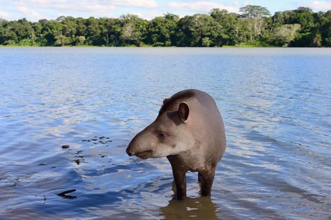 Lowland tapir