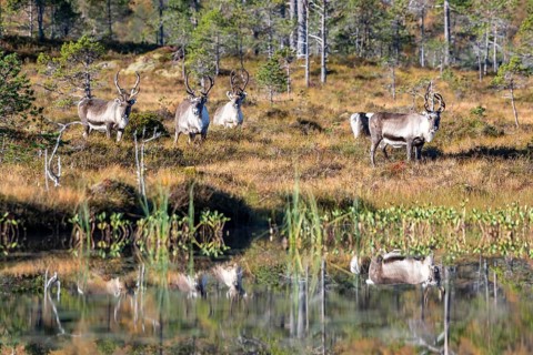Reindeer