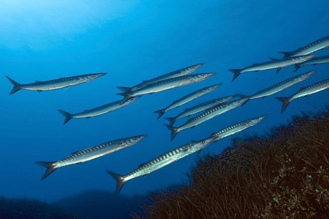 European barracuda