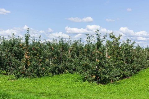 Apple orchard