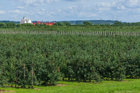 Apple orchard with Elbe