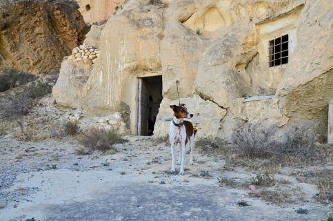 Dog on a leash in front of a cave dwelling