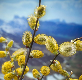 March catkins