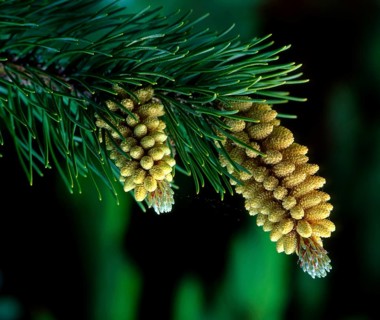 Black pine