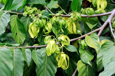 Ylang-Ylang Tree Ylang-Ylang Cananga Odorata Flower Bloom Madagascar Nosy Be