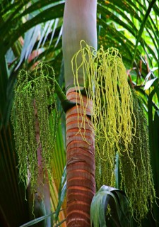 Palm tree with flowers and fruit