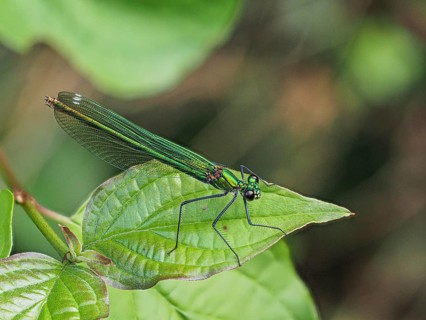 Banded demoiselle