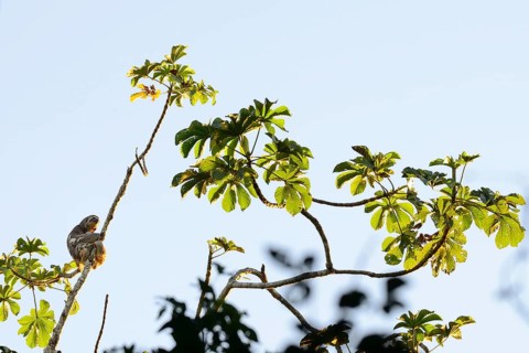 Brown-throated sloth