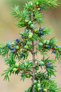 Juniper