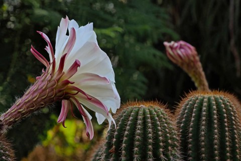 flower of queen of the night