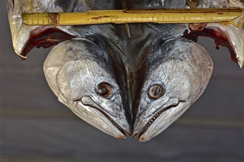 Opened dried fish between bamboo sticks