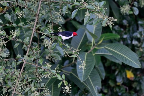 The red-capped cardinal