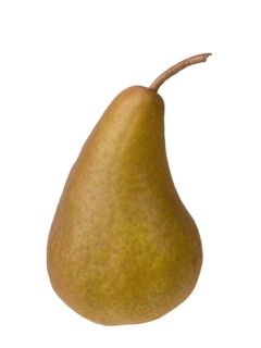 Pear variety Calebasse de Tirlemout