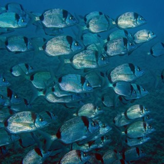 Shoal of common two-banded seabream