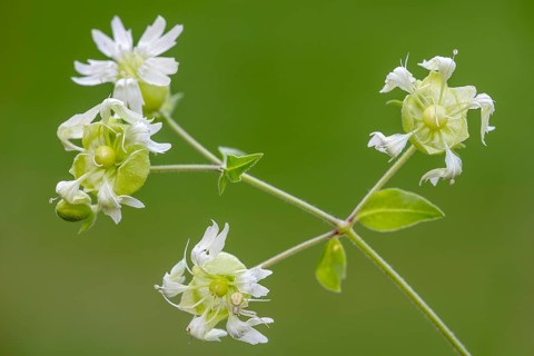 Silene baccifera