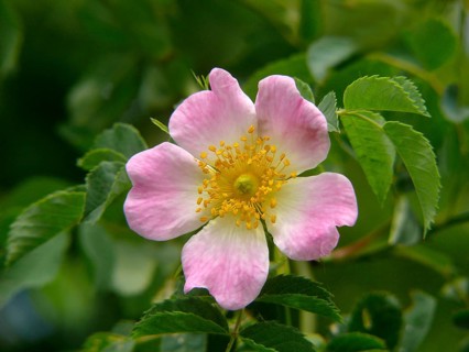 Dog rose