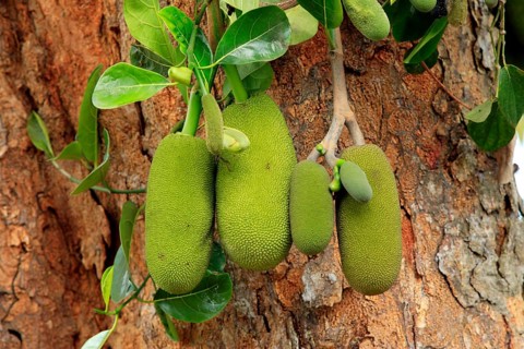 Jackfruit tree