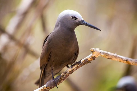 Lesser noddy
