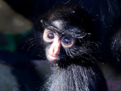 Peruvian spider monkey