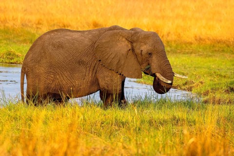 African elephant