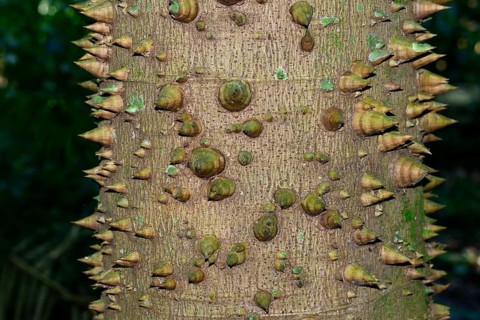 Sandbox tree
