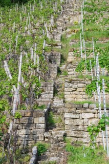 Vineyard stairs