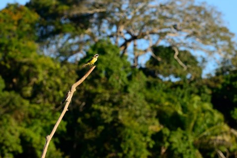 Great kiskadee
