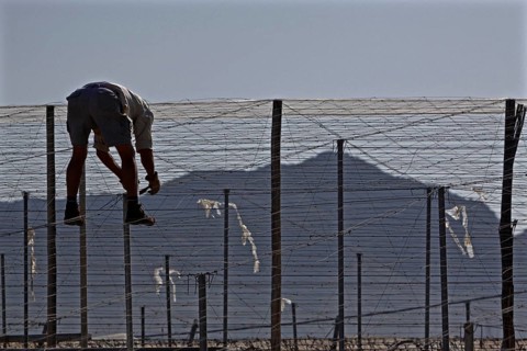 Man repairing roof of tomato tent