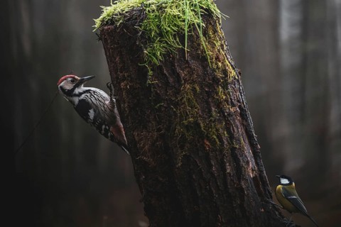 Middle-spotted woodpecker