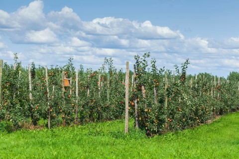 Apple orchard