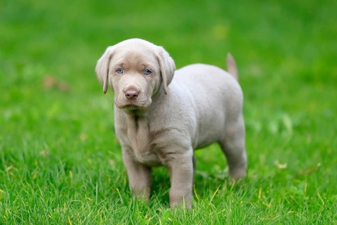 Labrador domestic dog