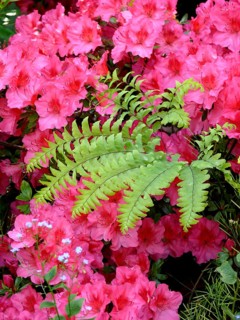 Ivy in azalea blossom