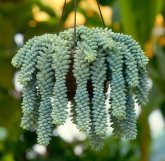 Stonecrop