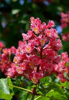 Red-flowered Horse Chestnut