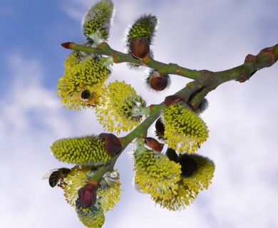 Willow in flower