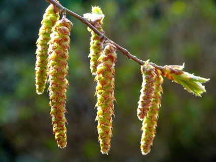 Alder catkin
