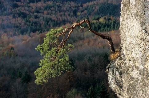 Crippled mountain pine