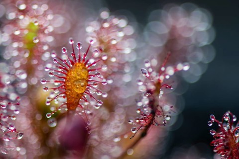 Oblong-leaved sundew