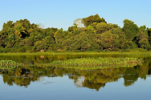 Jungle reflected in the water of Lago San Fernando