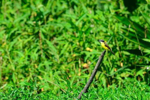 Great kiskadee