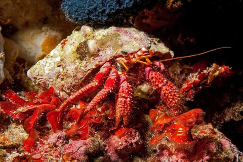 Close-up of red hermit crab