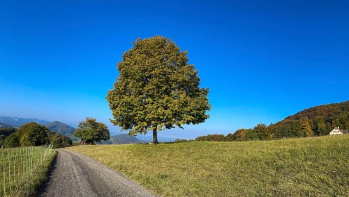 Winter lime in early autumn