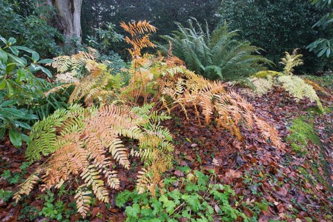 Royal fern