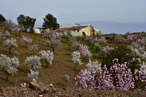 Modest finca in red and white almond orchard