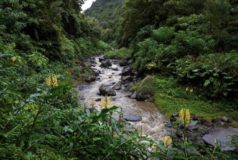 Kahili ginger