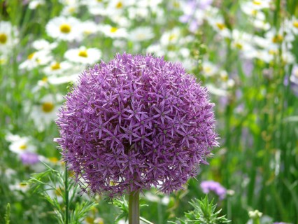 Giant onion