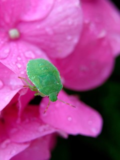 Green stink bug