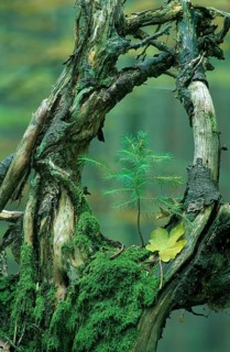 Old mossy branches with young tree